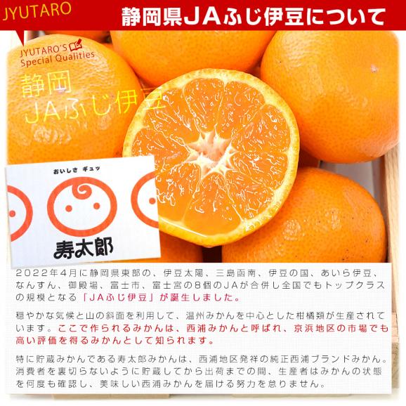 静岡県産 JAふじ伊豆 西浦柑橘出荷部会 寿太郎みかん 約2.5キロ  LからSサイズ（20玉から32玉前後） みかん ミカン 市場発送05