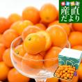 熊本県 JAかもと 完熟きんかん「夢小町」秀品 約1キロ（250g×4パック入り） Lサイズ以上 送料無料 金柑 柑橘 市場発送