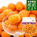 熊本県 JAかもと 完熟きんかん「夢小町」秀品 約3キロ Lサイズ以上 送料無料 金柑 柑橘 市場発送