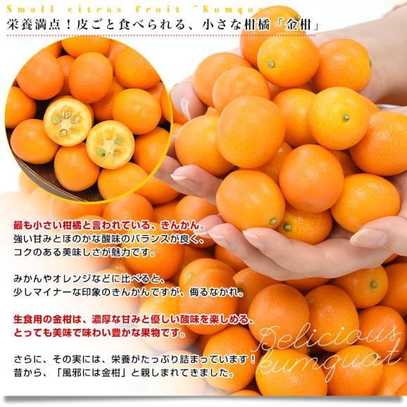 熊本県 JAかもと 完熟きんかん「夢小町」秀品 約3キロ Lサイズ以上 送料無料 金柑 柑橘 市場発送04