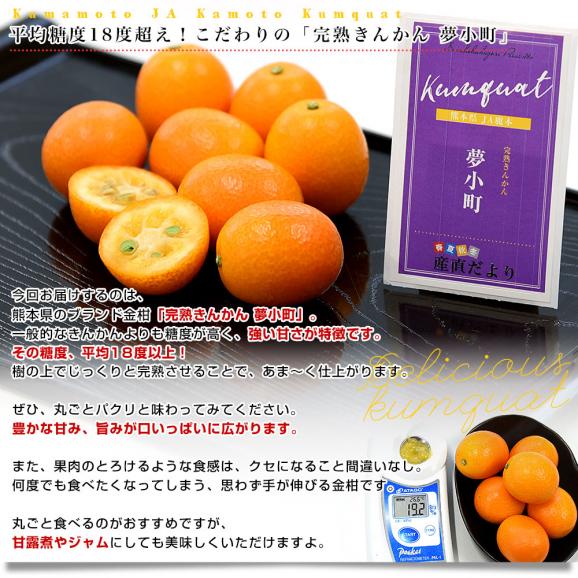熊本県 JAかもと 完熟きんかん「夢小町」秀品 約3キロ Lサイズ以上 送料無料 金柑 柑橘 市場発送05