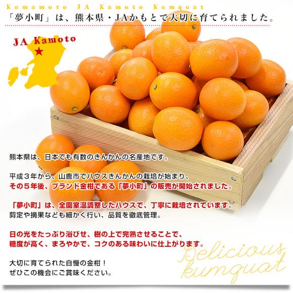 熊本県 JAかもと 完熟きんかん「夢小町」秀品 約3キロ Lサイズ以上 送料無料 金柑 柑橘 市場発送06