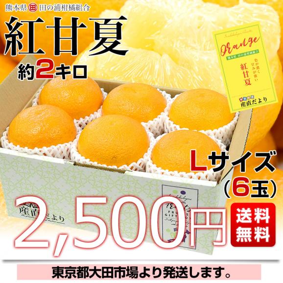 熊本県 田の浦柑橘組合 「紅甘夏」Lサイズ 約2キロ(6玉) 送料無料 かんきつ 甘夏 アマナツ べにあまなつ 市場発送03