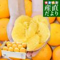 熊本県 田の浦柑橘組合 「紅甘夏」Lサイズ 約3.8キロ(11玉) 送料無料 かんきつ 甘夏 アマナツ べにあまなつ