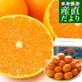 愛媛県産 JAえひめ中央 せとか 青秀以上　3Lから2Lサイズ 約5キロ（14玉から18玉前後）送料無料 柑橘 オレンジ