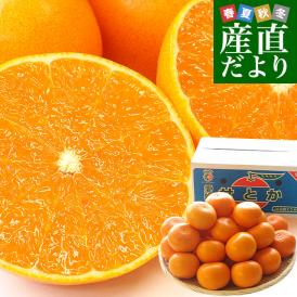 愛媛県産 JAえひめ中央 せとか 優品又は青〇以上　3LからLサイズ 約5キロ（14玉から24玉前後）送料無料 柑橘 オレンジ