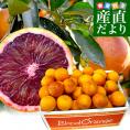 【緊急スポット価格！】愛媛県産JAえひめ南 ブラッドオレンジ(モロ種) 良品以上 5キロ (30玉から35玉前後) 柑橘 国産オレンジ 国産ブラッド 送料無料