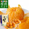 【シーズン最後の超破格値】佐賀県産 JAからつ はまさき ご家庭用 ちょっと訳あり LからSサイズ 約2.5キロ (12から18玉前後) 送料無料 唐津 浜崎