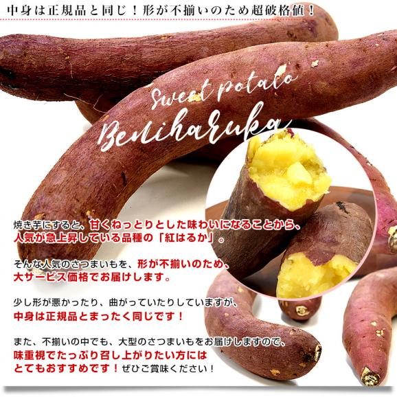 千葉県産 JAかとり 紅はるか BLサイズ 約5キロ 10本から13本前後（形不揃い） 送料無料 さつまいも サツマイモ 薩摩芋 新芋 市場発送04