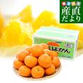 愛媛県産 JAえひめ中央 中島のいよかん 秀品 小粒 ５キロ (30玉前後) 柑橘 オレンジ 伊予柑　送料無料 市場発送