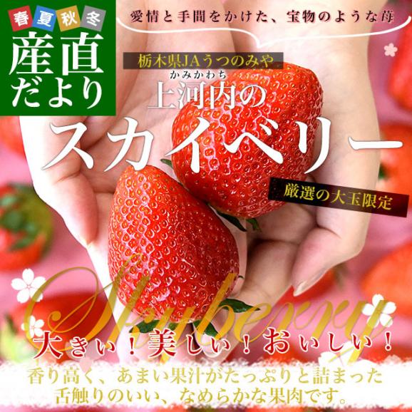 栃木県産 JAうつのみや「上河内のスカイベリー」大玉サイズ 合計1キロ以上 (約280g&times;4パック) 1パック：5粒から6粒入り 送料無料 苺 いちご イチゴ 栃木いちご 02