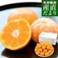 静岡県産 JAふじ伊豆 西浦柑橘出荷部会 寿太郎みかんプレミアムゴールド MからSサイズ 約2.8キロ（28玉から36玉前後）市場スポット みかん ミカン　蜜柑