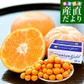 静岡県産 JAふじ伊豆 西浦柑橘出荷部会 寿太郎みかんプレミアムゴールド MからSサイズ 約5キロ（50玉から60玉前後）市場スポット みかん ミカン　蜜柑