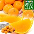 愛媛県 JA全農えひめ「紅プリンセス」秀品 約2.5キロ2LからMサイズ(10玉から16玉前後入り) 送料無料 柑橘 紅まどんな 甘平 市場発送