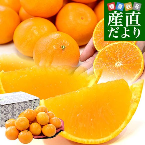 愛媛県 JA全農えひめ「紅プリンセス」秀品 約2.5キロ2LからM