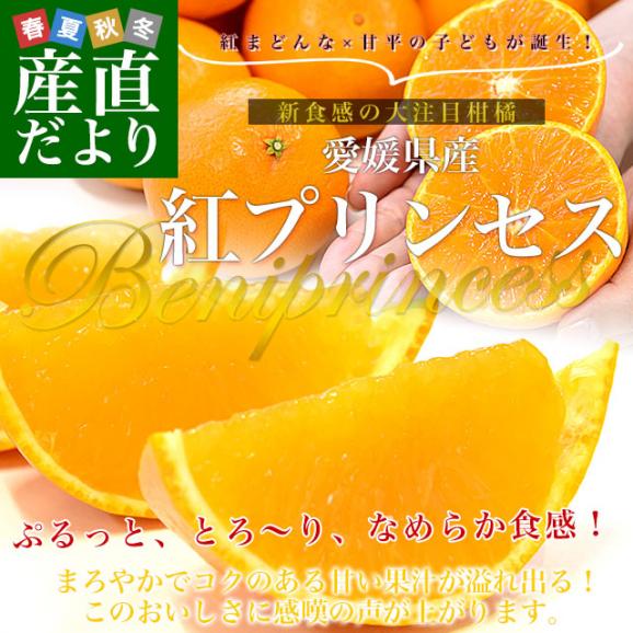愛媛県産「紅プリンセス」優品以上 約2.5キロ2LからMサイズ(10玉から16玉前後入り) 送料無料 柑橘 紅まどんな 甘平 市場発送02