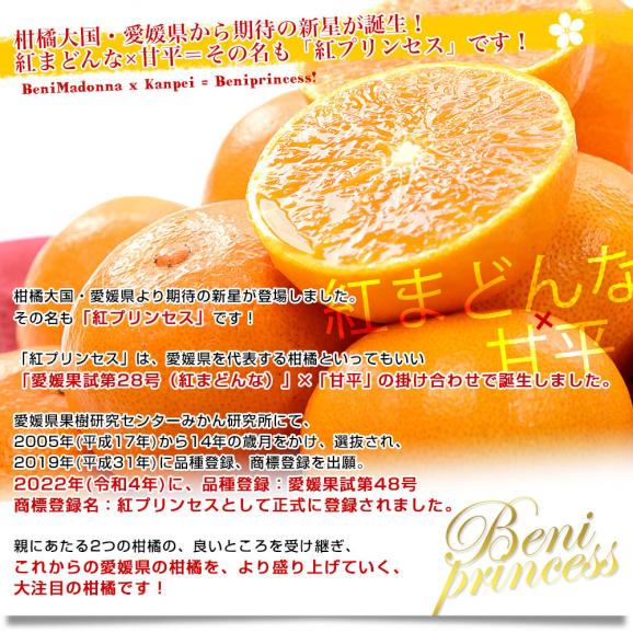 愛媛県 JA全農えひめ「紅プリンセス」秀品 約2.5キロ2LからM