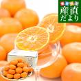 静岡県産 JAみっかび 三ヶ日みかん 青島誉れ 希少な小玉 MからSサイズ 青秀品 約2.8キロ（28玉から36玉前後）蜜柑 ミカン 青島みかん 送料無料