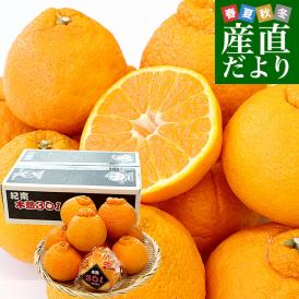 和歌山県 JA紀南 木熟301 デコポン ４Lから３Lサイズ 秀品 約3キロ（８玉から10玉前後） 柑橘 かんきつ 送料無料