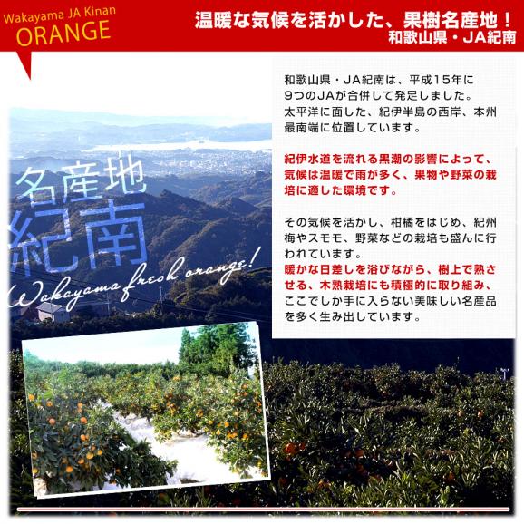 和歌山県 JA紀南 木熟301 デコポン ４Lから３Lサイズ 秀品 約3キロ（８玉から10玉前後） 柑橘 かんきつ 送料無料05