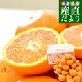 山口県産　JA山口大島　ゆめほっぺ　（最上級のせとみ）　3LからS　5キロ（20玉から40玉前後）送料無料　柑橘　オレンジ　せとみ　市場スポット