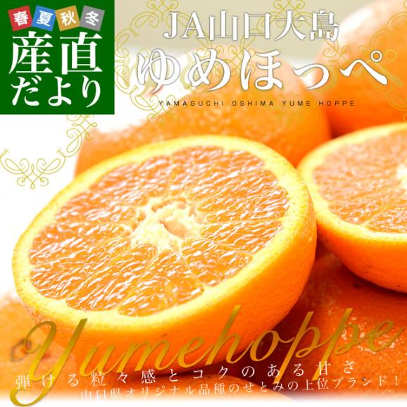 山口県産　JA山口大島　ゆめほっぺ　（最上級のせとみ）　3LからS　5キロ（20玉から40玉前後）送料無料　柑橘　オレンジ　せとみ　市場スポット02
