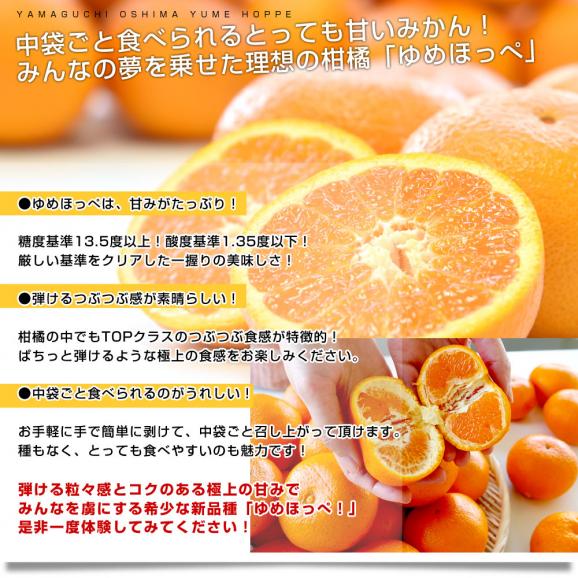 山口県産　JA山口大島　ゆめほっぺ　（最上級のせとみ）　3LからS　5キロ（20玉から40玉前後）送料無料　柑橘　オレンジ　せとみ　市場スポット04