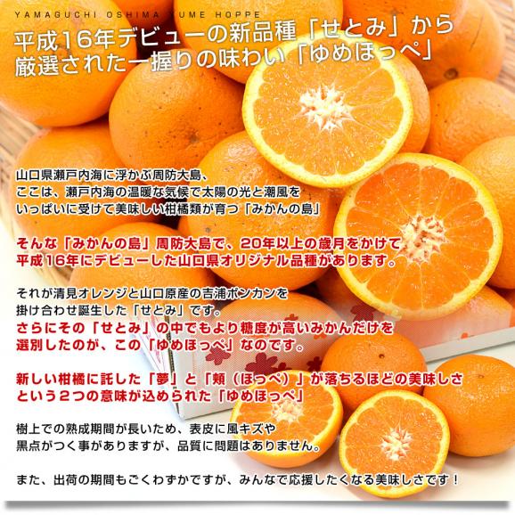 山口県産　JA山口大島　ゆめほっぺ　（最上級のせとみ）　3LからS　5キロ（20玉から40玉前後）送料無料　柑橘　オレンジ　せとみ　市場スポット05