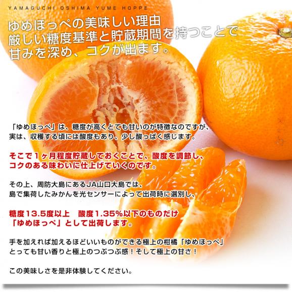 山口県産　JA山口大島　ゆめほっぺ　（最上級のせとみ）　3LからS　5キロ（20玉から40玉前後）送料無料　柑橘　オレンジ　せとみ　市場スポット06
