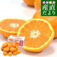 山口県産　JA山口大島　山口県オリジナル品種　せとみ　3LからS　5キロ（20玉から40玉前後）送料無料　柑橘　オレンジ　せとみ　市場スポット