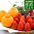 栃木県 JAうつのみや「上河内のスカイベリー」 大粒厳選 約560g (5粒から9粒×2P) ＆和歌山県 JA紀南「木熟301」デコポン 3Lサイズ 秀品 約900g(3玉) 送料無料 フルーツギフト