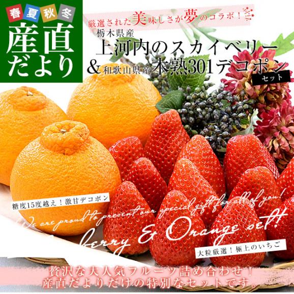 栃木県 JAうつのみや「上河内のスカイベリー」 大粒厳選 約560g (5粒から9粒×2P) ＆和歌山県 JA紀南「木熟301」デコポン 3Lサイズ 秀品 約900g(3玉) 送料無料 フルーツギフト02
