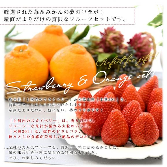 栃木県 JAうつのみや「上河内のスカイベリー」 大粒厳選 約560g (5粒から9粒×2P) ＆和歌山県 JA紀南「木熟301」デコポン 3Lサイズ 秀品 約900g(3玉) 送料無料 フルーツギフト04