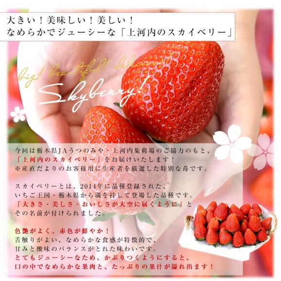 栃木県 JAうつのみや「上河内のスカイベリー」 大粒厳選 約560g (5粒から9粒×2P) ＆和歌山県 JA紀南「木熟301」デコポン 3Lサイズ 秀品 約900g(3玉) 送料無料 フルーツギフト05