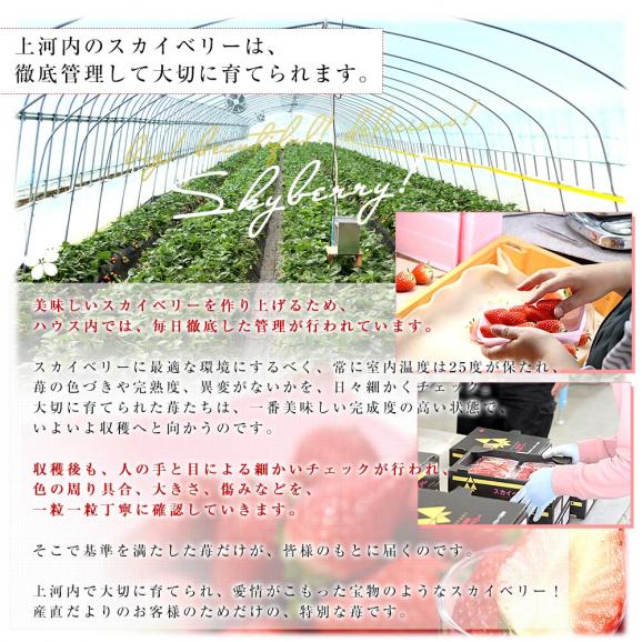 栃木県 JAうつのみや「上河内のスカイベリー」 大粒厳選 約560g (5粒から9粒×2P) ＆和歌山県 JA紀南「木熟301」デコポン 3Lサイズ 秀品 約900g(3玉) 送料無料 フルーツギフト06