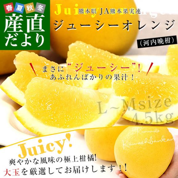 熊本県 JA熊本果実連 ジューシーオレンジ(河内晩柑) LからMサイズ 青秀品 約4.5キロ （13玉から16玉前後） 送料無料 柑橘 オレンジ02