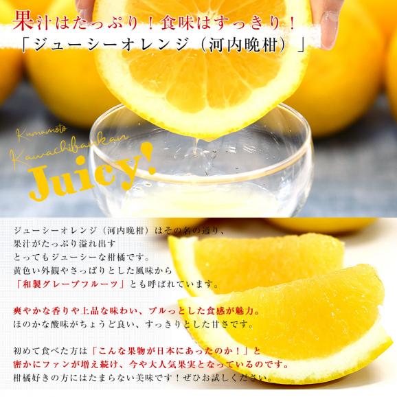 熊本県 JA熊本果実連 ジューシーオレンジ（河内晩柑） Lサイズ 青秀品 約4.5キロ（13玉） 送料無料 柑橘 オレンジ04