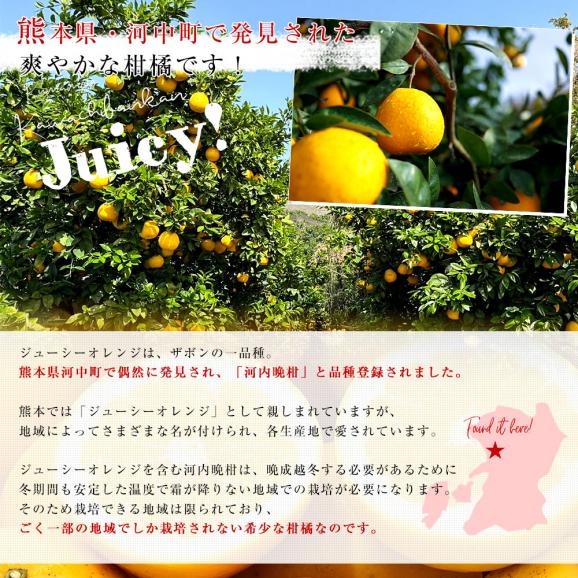 熊本県 JA熊本果実連 ジューシーオレンジ（河内晩柑） Lサイズ 青秀品 約4.5キロ（13玉） 送料無料 柑橘 オレンジ05