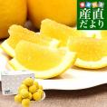 熊本県 JA熊本果実連 ジューシーオレンジ（河内晩柑） Mサイズ 青秀品 約4.5キロ（16玉） 送料無料 柑橘 オレンジ