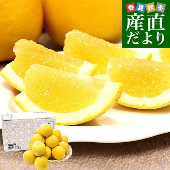 熊本県 JA熊本果実連 ジューシーオレンジ（河内晩柑） Mサイズ 青秀品 約4.5キロ（16玉） 送料無料 柑橘 オレンジ01