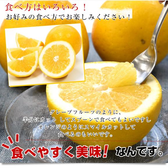 熊本県 JA熊本果実連 ジューシーオレンジ（河内晩柑） Mサイズ 青秀品 約4.5キロ（16玉） 送料無料 柑橘 オレンジ06