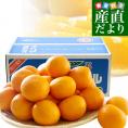 愛媛県より産地直送 JAにしうわ三崎共選 清見タンゴール（貯蔵品）秀品 2LからLサイズ 約5キロ (22玉から32玉前後) 送料無料 柑橘 オレンジ 西宇和 きよみおれんじ 八幡浜 みさき