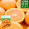 愛媛県産　JAえひめ中央　中島のカラマンダリン　青秀品　Mサイズ 約5キロ（50玉前後）　極上みかん　みかんと太陽の島　愛媛中島町　市場発送