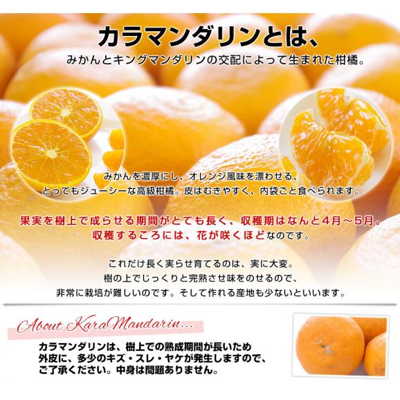 愛媛県産　JAえひめ中央　中島のカラマンダリン　青秀品　Mサイズ 約5キロ（50玉前後）　極上みかん　みかんと太陽の島　愛媛中島町　市場発送04