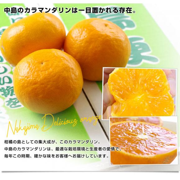 愛媛県産　JAえひめ中央　中島のカラマンダリン　青秀品　Mサイズ 約5キロ（50玉前後）　極上みかん　みかんと太陽の島　愛媛中島町　市場発送05