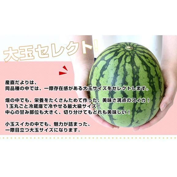 熊本県 JA熊本市 又は JAかもと 小玉スイカ(品種：ひとりじめ) 優品以上 合計4キロ (約2キロ×2玉) 送料無料 すいか 西瓜04