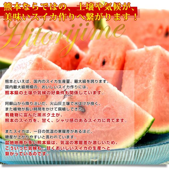 熊本県 JA熊本市 又は JAかもと 小玉スイカ(品種：ひとりじめ) 優品以上 合計4キロ (約2キロ×2玉) 送料無料 すいか 西瓜06