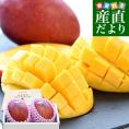 沖縄県より産地直送 JAおきなわ プレミアムマンゴー 赤秀品 大玉3Lから2Lサイズ 700g以上 (2玉入) 送料無料 沖縄マンゴー アップルマンゴー　ギフト 夏ギフト お中元 御中元