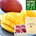 沖縄県より産地直送 JAおきなわ プレミアムマンゴー 赤秀品 大玉3Lから2Lサイズ 1.5キロ前後 (3玉から4玉入) 送料無料 沖縄マンゴー アップルマンゴー　ギフト 夏ギフト お中元 御中元