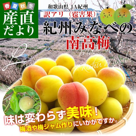 和歌山県産 JA紀州 みなべの南高梅 Lサイズ 訳アリ（雹害果） 約5キロ（260玉前後） 梅 梅干 梅干し 梅酒 梅サワー 梅ジャム うめ ウメ02